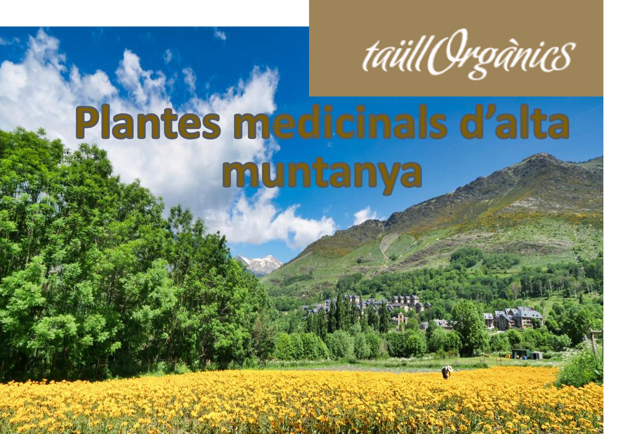 "Edelweiss" i Àrnica. Medicina de muntanya i conreus ecològics al cor de l'Alt Pirineu.